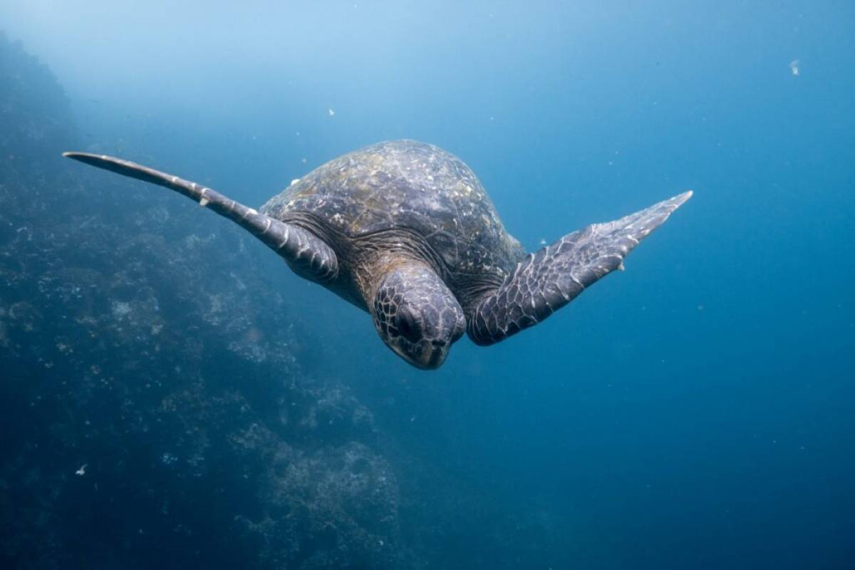 Maravillas de Ecuador y Galápagos