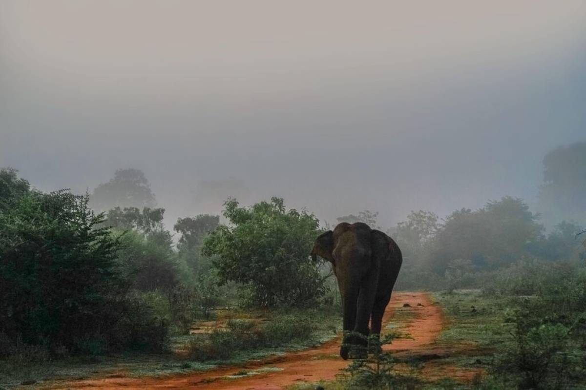 Explora el norte de Sri Lanka